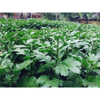 cây cúc vàng trồng chậu