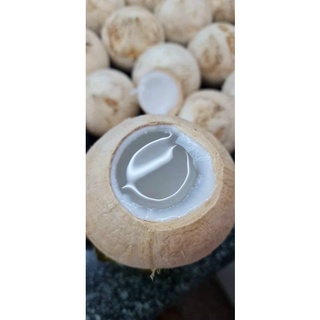 Dừa trọc Bến Tre