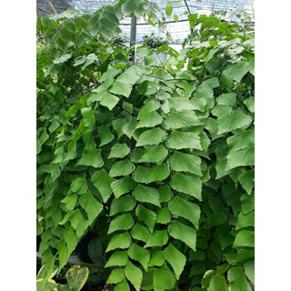 Tóc Thần Vệ Nữ
