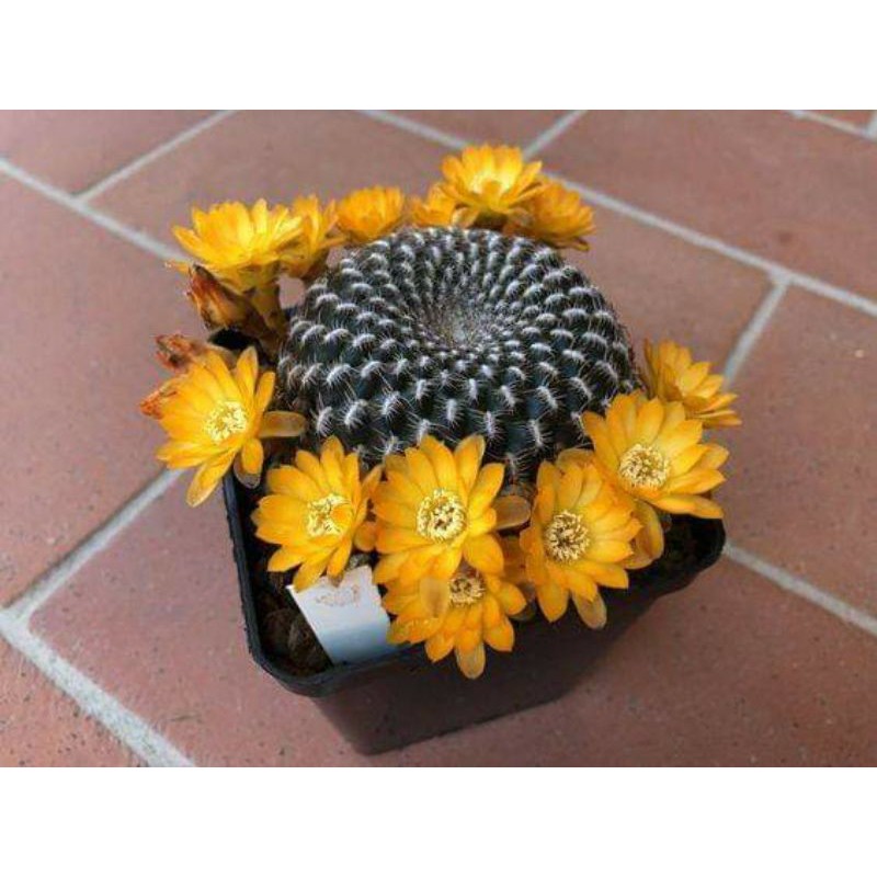 Xương rồng sulcorebutia arenacea