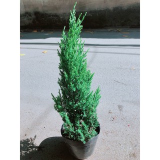 Cây Tùng Cao 40cm (tính cả bầu)