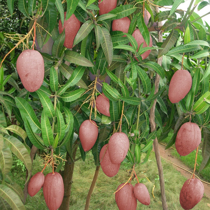 GIỐNG XOÀI ĐỎ THÁI LAN 1 NĂM RA TRÁI