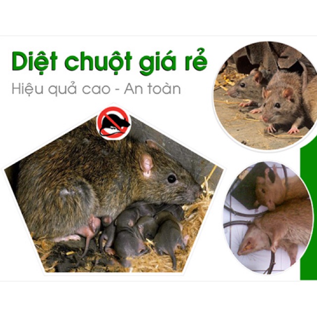 Thuốc diệt chuột sinh học chuột ăn chết ngay không chết vật nuôi và an toàn con người