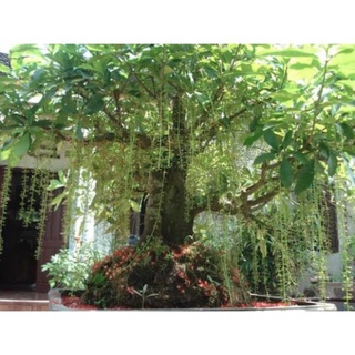 Cây lộc vừng... siêu hoa 🌴Mua 4 tặng 1 cây bất kỳ🌴