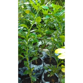Cây Chúc giống An Giang - Kaffir Lime