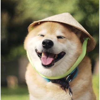 🌱 Nón Lá Việt Nam cho thú cưng chó mèo