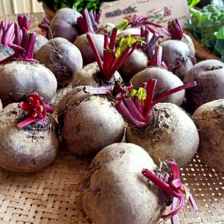 BỘT CỦ DỀN