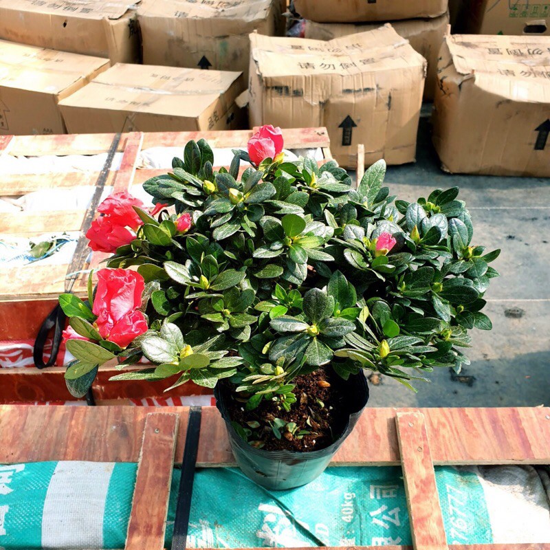 Đỗ quyên tán tròn cây bao đẹp