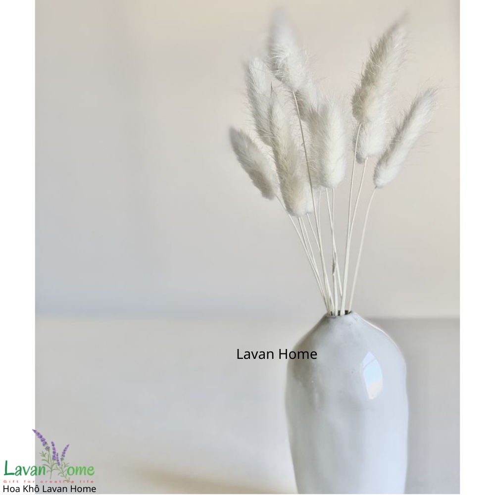 Hoa khô trang trí, cỏ đuôi thỏ decor, hoa khô decor chụp ảnh, trang trí bình gốm sứ, lọ thủy tinh, phòng khách đẹp