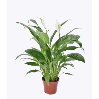 Cây lan ý, cây phong thuỷ