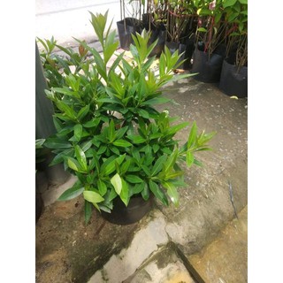 Cây mai thái.đang hoa và nụ(tặng kèm phân bón)