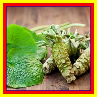 MÙ TẠC WASABI SIÊU CAY NGON HẤP DẪN