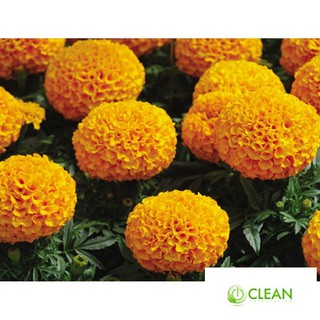 Hạt giống hoa Vạn thọ Cam lùn (30 hạt)