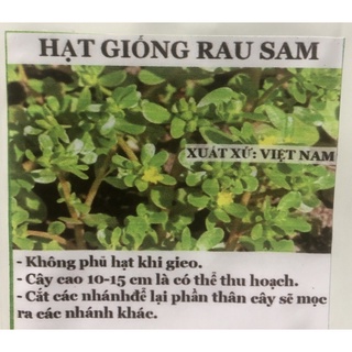 Hạt giống rau sam
