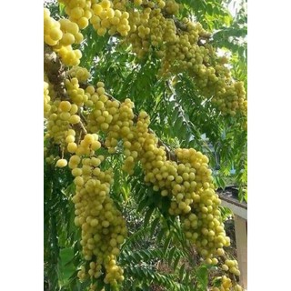 Cây chùm ruột chua cao 40cm