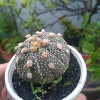 Xương rồng Aster - Tiểu cảnh