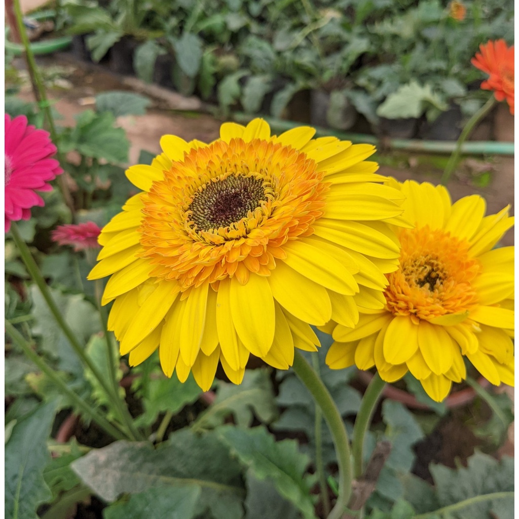 Phân Siêu Dưỡng Đạm Magie tăng xanh dày lá, bóng sáng lá, dưỡng Rau Ăn Lá, Măng Tây, rau thơm gói 100g