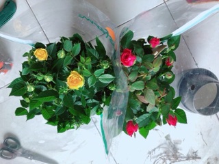 Hoa Hồng Màu Vàng