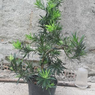 Tùng la hán bonsai 60-70cm
