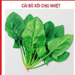 10Gr Hạt Giống Bó Xôi Chịu Nhiệt luckyseed hạt siêu rẻ