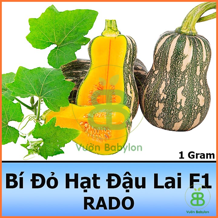 Hạt Giống Bí Đỏ Hạt Đậu Lai F1 Siêu Trái, Năng Suất Cao