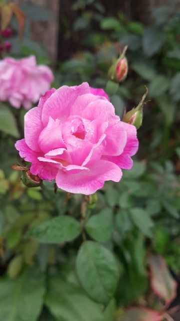 Cây hoa hồng quế chiết cành(cây giống có hoa luôn)
