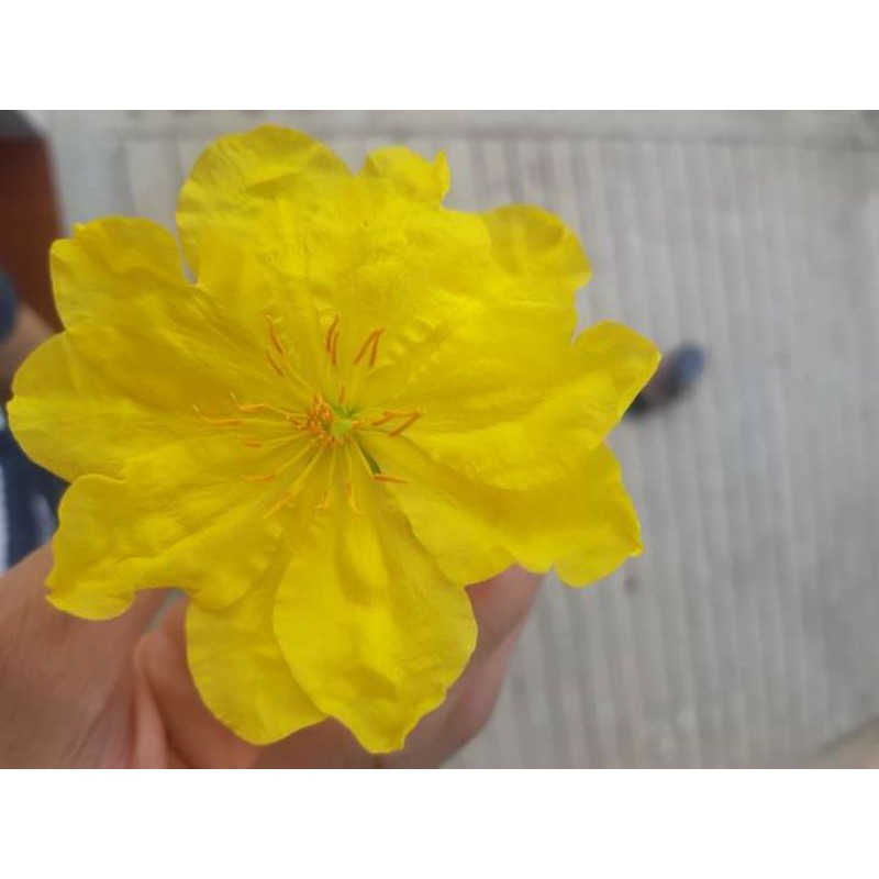 20 HẠT GIẢO THỦ ĐỨC