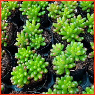 Sen đá Ngọc Thạch Lá Ngắn