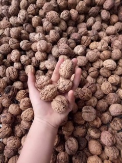 Óc Chó nếp loại 1 500g