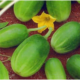 Hạt giống Dưa chuột tí hon