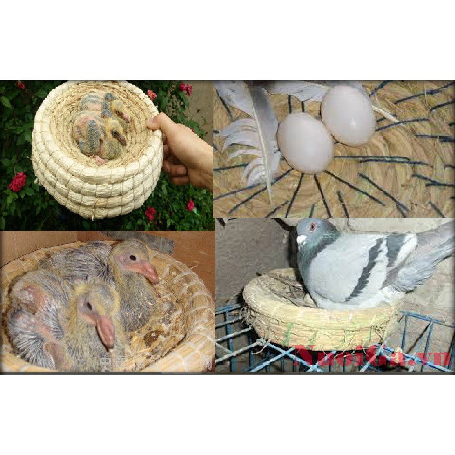 Ổ ĐẺ CHO CHIM BỒ CÂU
