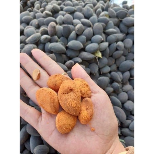 Say Nhung Rừng  quả to bột nhiều, ít hư