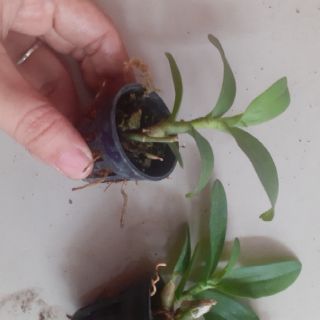 Trầm rồng đỏ giống