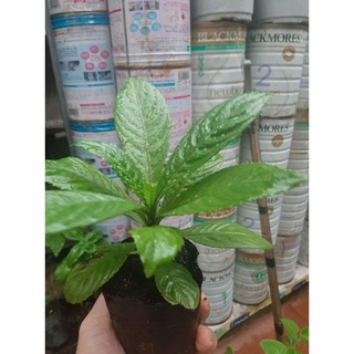 Cây giống Xương sông