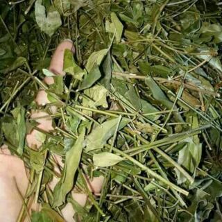 Chè vằng sẻ lợi sữa 1kg