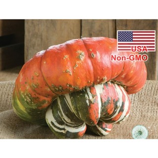 Hạt giống bí mũ thổ nhĩ kỳ - gói 3 hạt