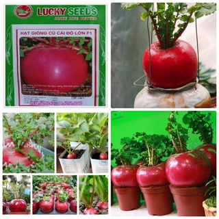 Hạt giống củ cải đỏ khổng lồ - củ cải thần tài - 10 hạt