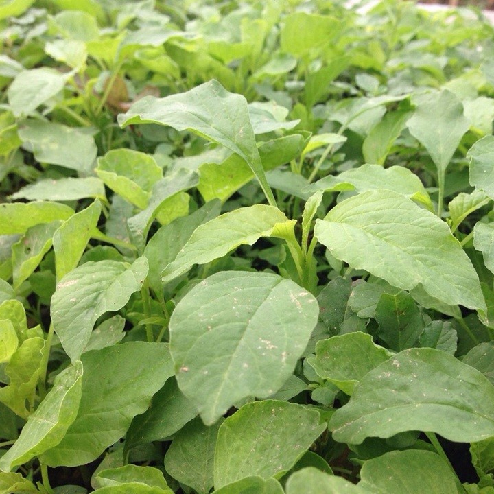Hạt giống rau dền lá liễu xanh - 1 gói 20gr