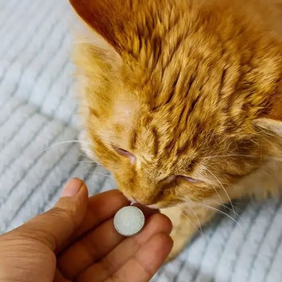 Hạt DRTCAT Cho Mèo