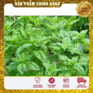 Hạt Giống Rau Thơm Xả (É Trắng) Ngon -0,5gr
