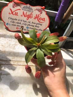 Cây nắp ấm bắt côn trùng