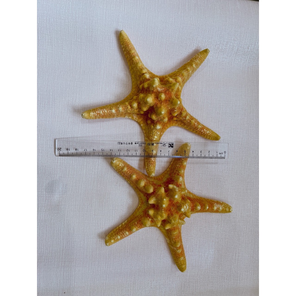 Sao Biển Đỏ To 18cm
