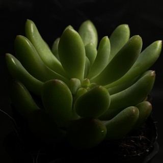 Sen đá thược dược ( size bầu)
