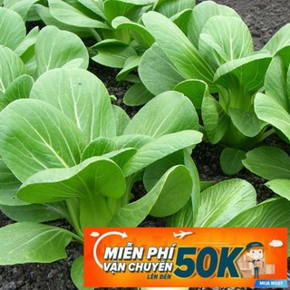 20g Hạt giống Cải thìa