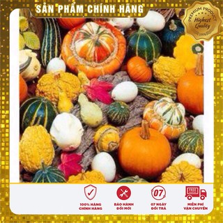 Hạt Giống Bí Ngô Mini(10 hạt)