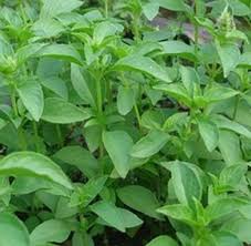 Hạt giống rau thơm Sả - húng trắng- 2 gram