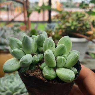 Combo 10 cây sen đá ( ngẩu nhiên )