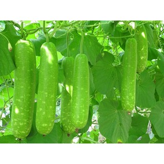 Hạt giống đồng giá 10k