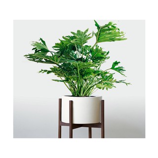 Cây trầu bà cánh phượng