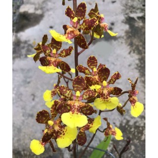 Hoa phong lan vũ nữ thỏ
